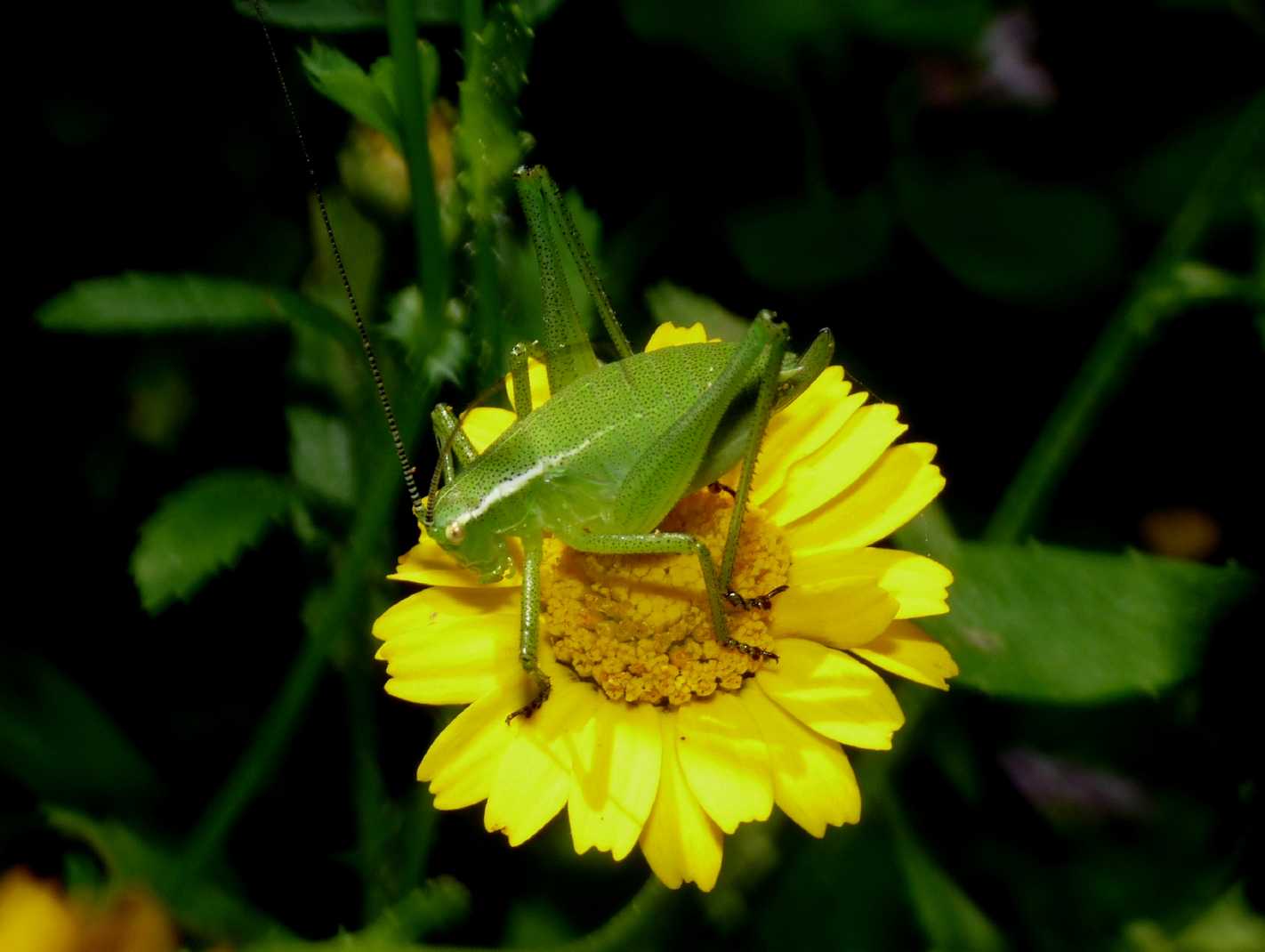 Phaneropteridae: Poecilimon superbus